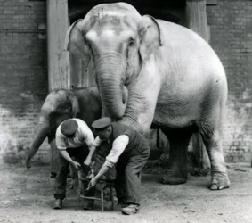 Erwachsene weibliche Indische Elefantin Assam Lukhi, die mit dem Wärter Charles Eyles ihre Füße im London Zoo, September 1923, getrimmt bekommt
